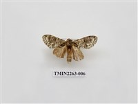 藏品(夙舟蛾屬)的圖片